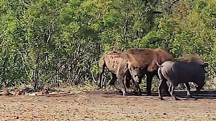 OMG! Knowing Warthog Choose The Simplest Way to Take Down Crocodile, Tiger, Hyena To Save Baby
