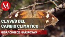 Reportan migración de mariposas a México, pero no son Monarca | Claves del Cambio Climático