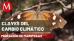 Reportan migración de mariposas a México, pero no son Monarca | Claves del Cambio Climático