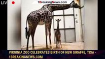 Virginia Zoo celebrates birth of new giraffe, Tisa - 1breakingnews.com