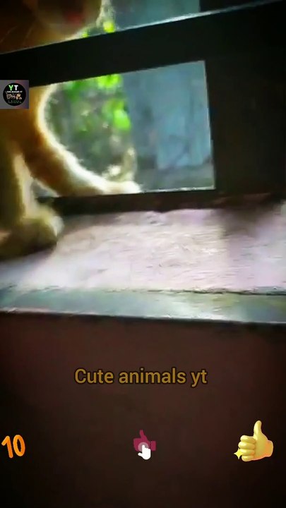 Very Cute Pie Angry Minu Cat Videos With Home 2022 | Amazing Angry Cat Animals - Cute Animals Yt