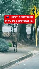 Un día normal en Australia - canguro saltando casual por las calles