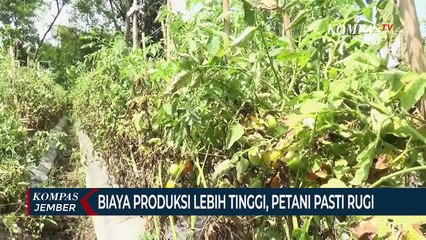 Harga Anjlok, Tanaman Tomat Tidak Dipanen Dan Dibiarkan Membusuk