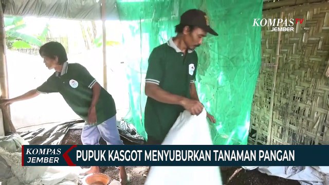 Pupuk Organik Dari Limbah Kasgot, Solusi Kelangkaan Pupuk Bersubsidi