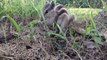 Sound Of Squirrel Baby Video | Squirrel Sound By Kingdom of Awais