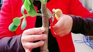 Life plant grafting trick | Grafting plants