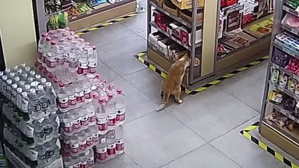 30 FUNNIEST UNEXPECTED MOMENTS CAUGHT ON CAMERA