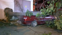 Bursa'da kökü sökülen ağaç 3 otomobilin üstüne devrildi