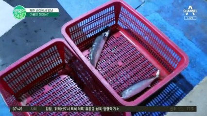 제주 바다에서 만난 가을 진미 중에서도 으뜸인 생선?! ★제주 은갈치★
