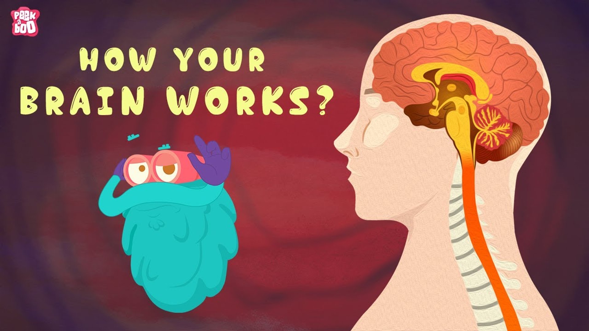 ⁣HUMAN BRAIN | Everything You Need To Know | The Dr Binocs Show | Peekaboo Kidz