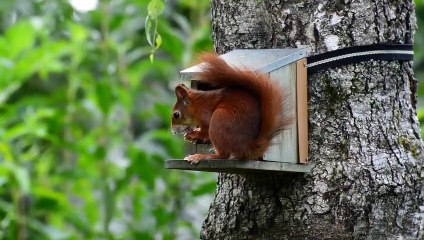 Squirrel on a tree ll Squirrel house on tree