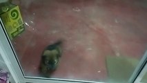 คำคมลูกหมา , ลูกหมา , วิดีโอสุนัขน่ารักและตลก , Cute Puppy , Baby Dog , Cute and Funny Dog Videos ,