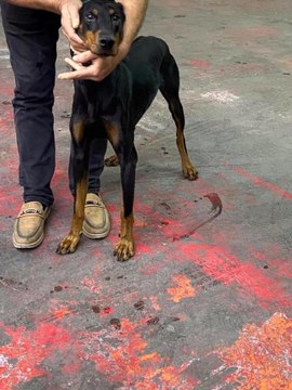 Bağcılarda motosikletiyle köpeği peşinden koşturan şahıs yakalandı