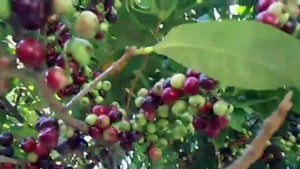 Benefits of Bay Leaf or Syzygium polyanthum for Body Health