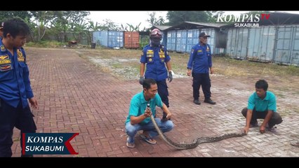 Evakuasi Ular Sanca Sepanjang 3 Meter Di Pabrik Garmen