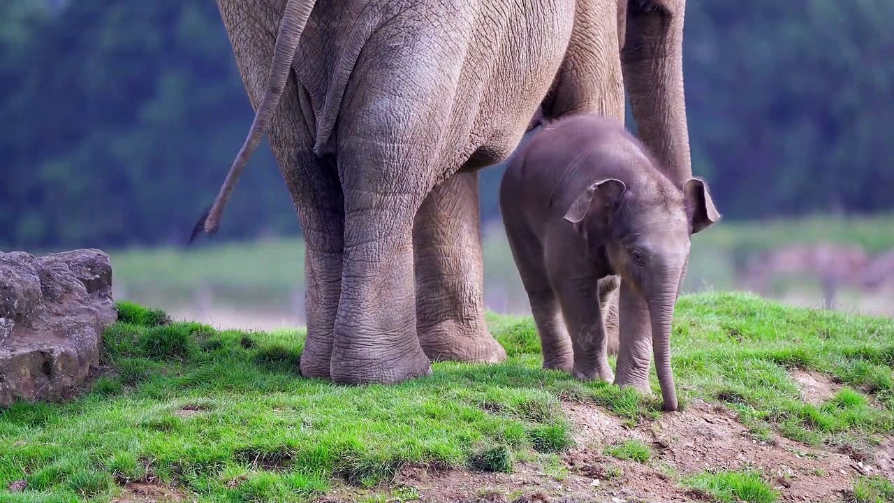 Baby elephant at Whipsnade Zoo named in honour of Queen Elizabeth II