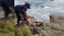 Jandarmanın dikkati deniz kaplumbağasını kurtardı