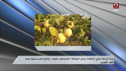 كل جوافة براحتك..المهندس محمود عطا يرد على ما اشيع بوجود دود في جوافة هذا الموسم