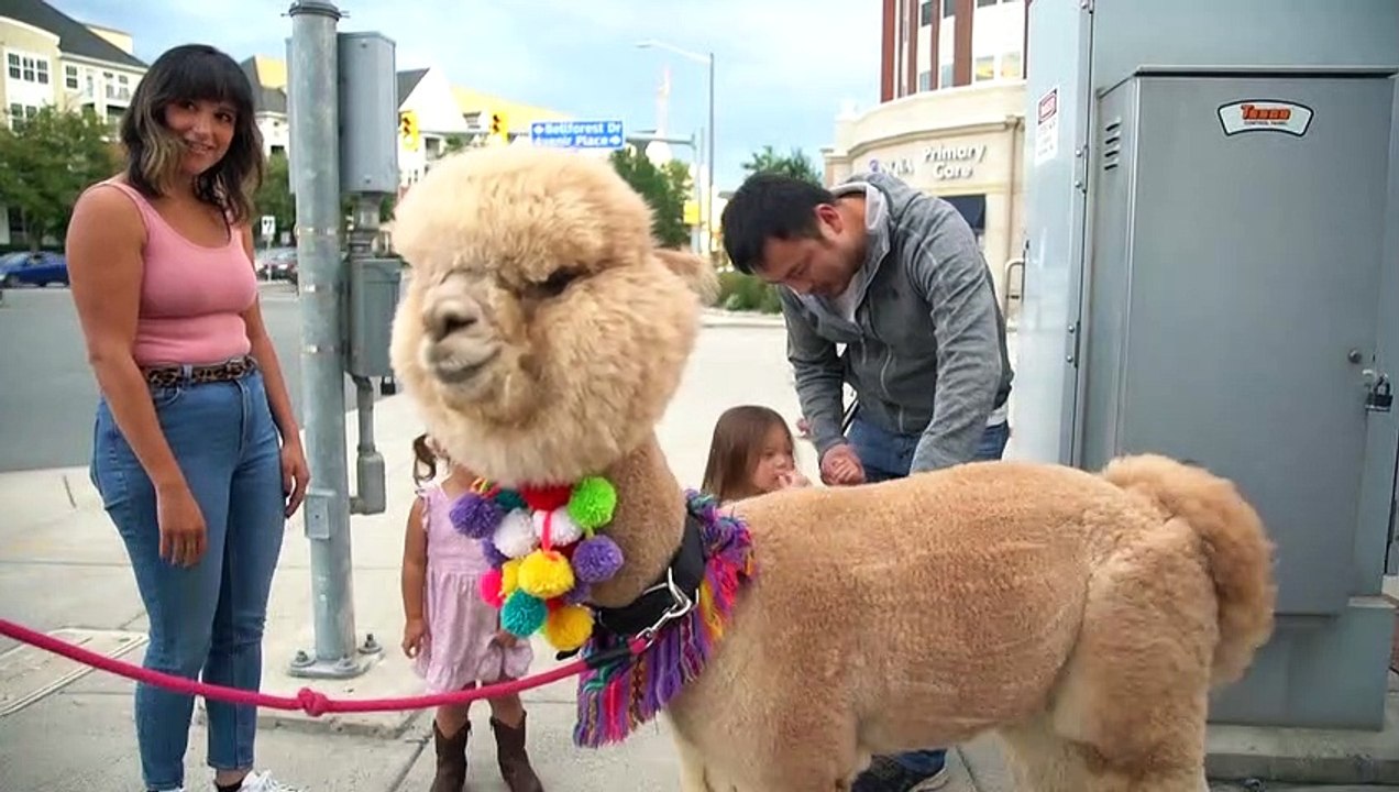 Rental alpacas delight Americans