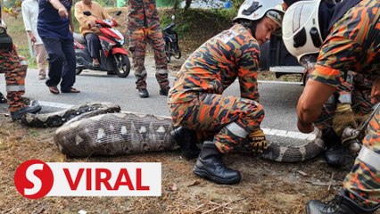 Python penned in after devouring goat