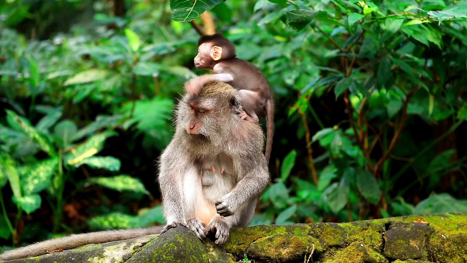 Funny monkey videos | Monkey world for kids 2022 - video Dailymotion