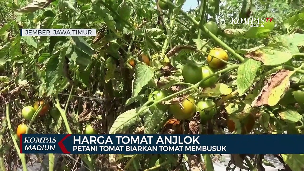 Harga Tomat Anjlok, Petani Tomat Biarkan Tomat Membusuk