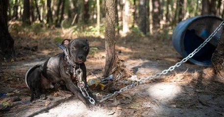 Caroline du Sud : 305 chiens destinés à participer à des combats de canidés ont été sauvés