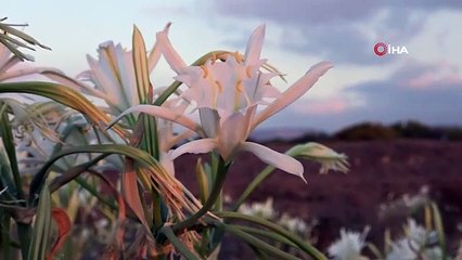 Bu bitkiye sakın dokunmayın! Cezası 109 bin 593 TL