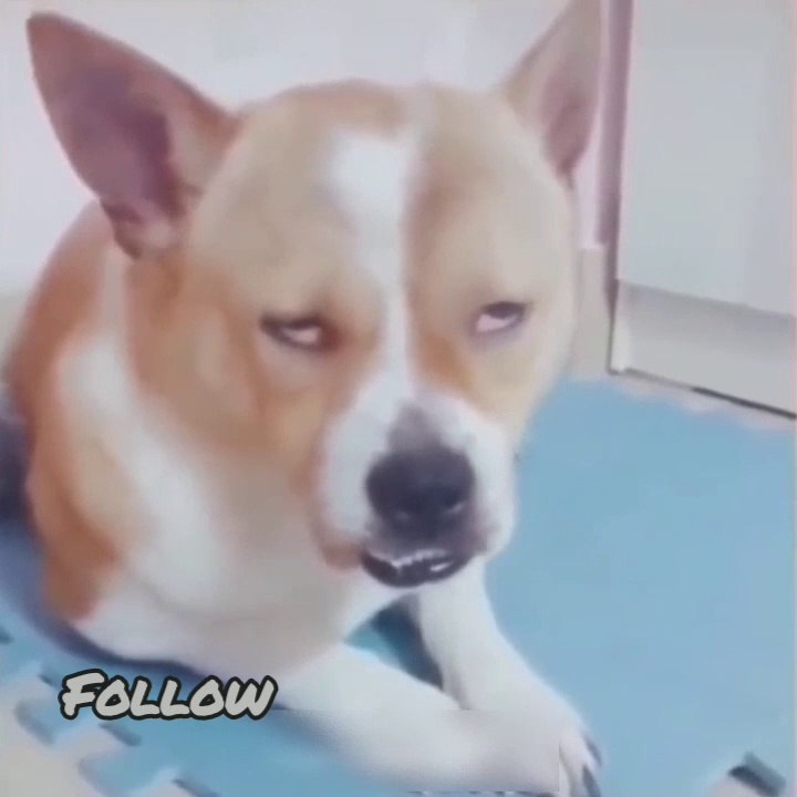 Dogs standing sleep  