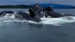 Un incroyable festin pour des baleines à bosse sous les yeux ébahis de plaisanciers en Alaska