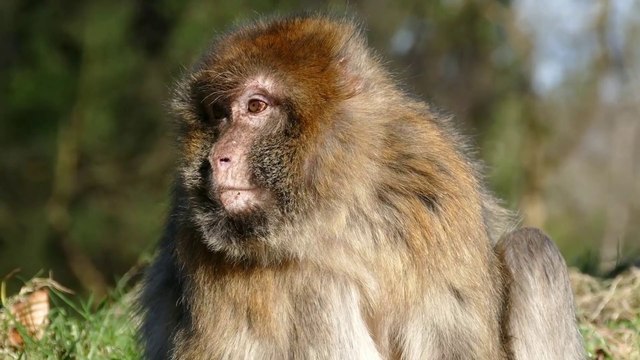 Monkey Free Stock Video Footage | No Copyright Monkey Videos | Animal Free Stock Footage