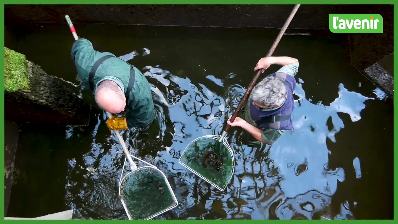 Chômage de la Meuse : sauvetage des poissons à l'écluse de Waulsort