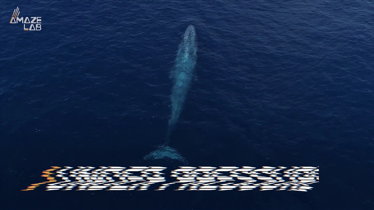 Here’s Why the Brains of Whale Don’t Implode Deep Under the Ocean