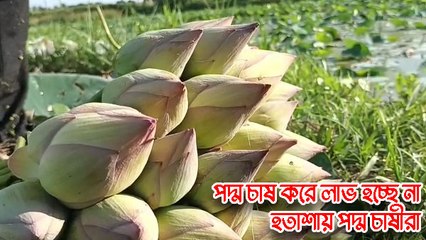 পুজোর মুখে হতাশায় পদ্ম চাষীরা |OneIndia bengali