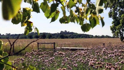 Osprey ringed at Belvoir Castle