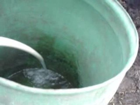 le bidon d'eau des pouliches