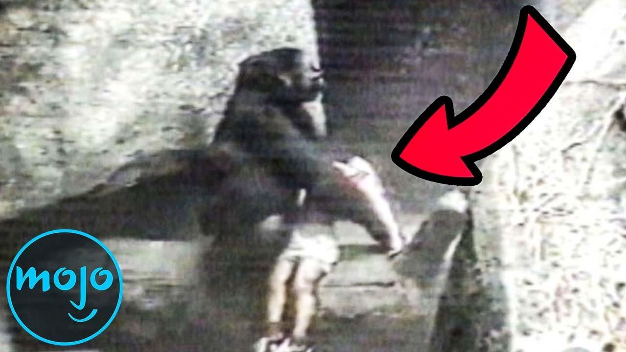 Top 10 Animals Who Saved People s Lives Video Dailymotion