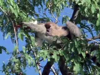 Life On Earth S01E12 Life in the Trees