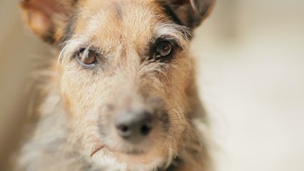 This heartbroken pup can’t bear to spend another Christmas in kennels and urgently needs a home