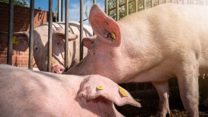 Schwäbisch Hall: Tierquälerei in Viehbetrieb?