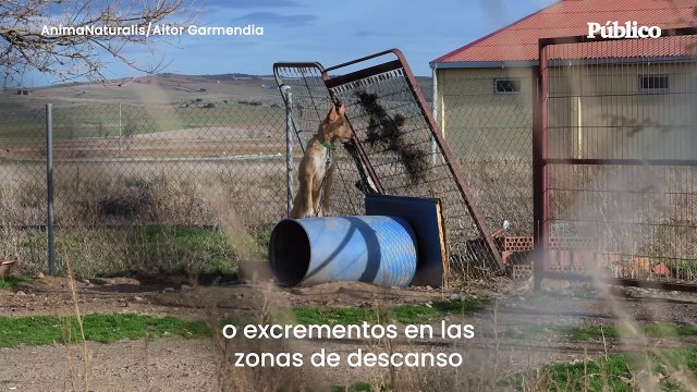 AnimaNaturalis expone la realidad de los perros destinados a la caza en España