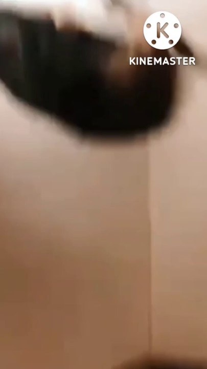 Cute cat videos