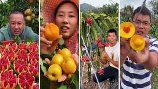 Pineapple Farming | dragon fruits | strawberry | guava fruits | small apple | red orange