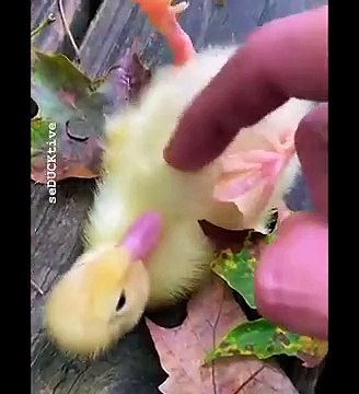 AWW SO CUTE! Cutest baby animals Videos Compilation Cute moment of the Animals - Cutest Animals