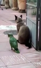 Quand un perroquet tente un truc risqué avec un chat... presque