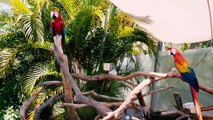 A Scenic Tour of Butterfly World at Tradewinds Park! A great South Florida Attraction - Travel VLOG