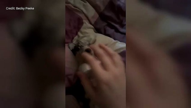 Dartford woman devastated after puppy dies just nine hours after she gets it