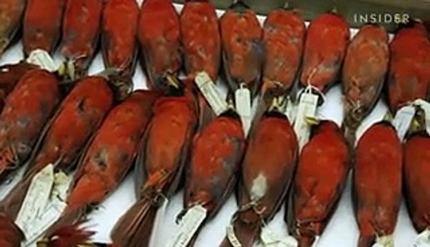 Why over 600,000 bird specimens are preserved at the Smithsonian