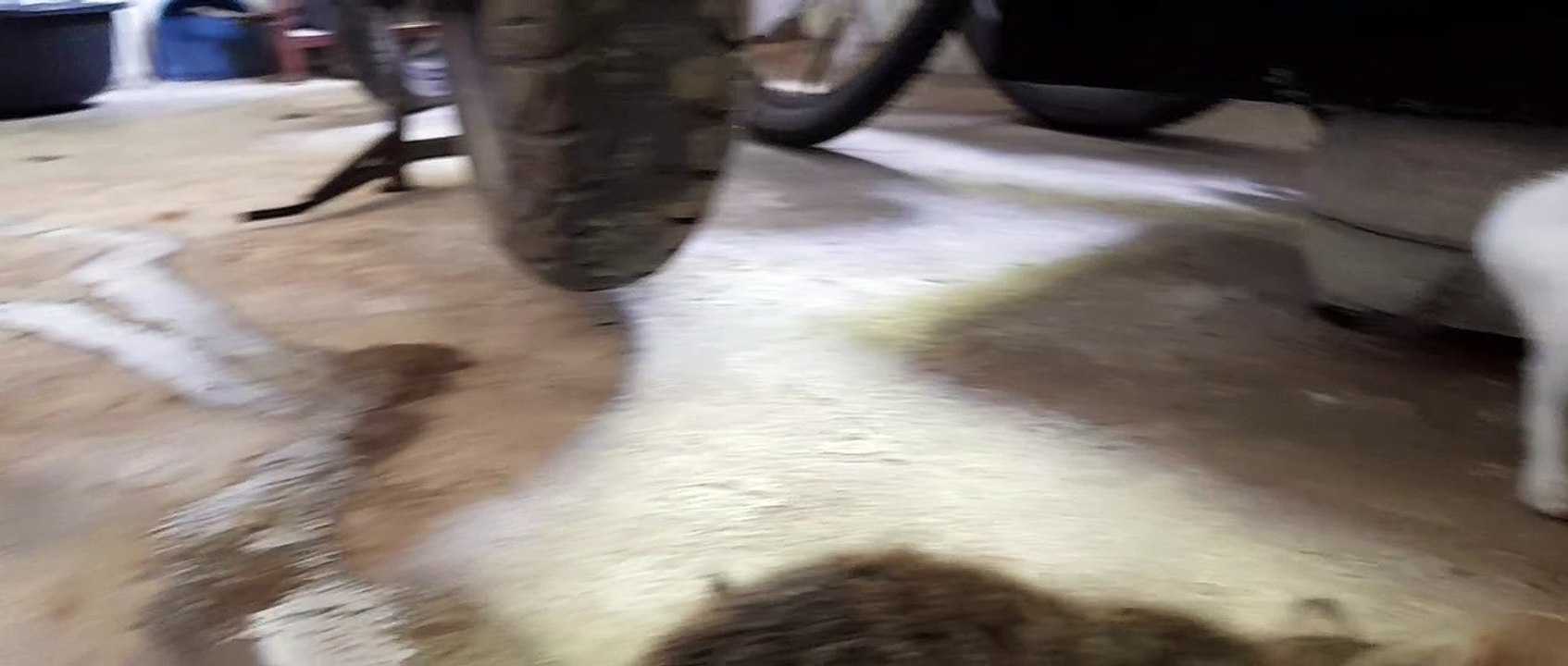 THREE KITTEN EATING RAW FISH  ,CATS EATING RAW FISH