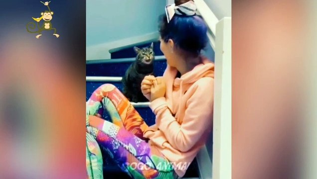 Funny dog video, Cute puppies, Cute Cats, Cute kittens,, Funny Monkey And Cats, Funny Animals Video #gogoanimals #funnymonkey #funnydogs #funnyanimals